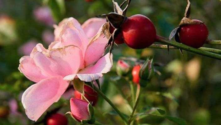 Una flor rosa en una ramaDescripción generada automáticamente